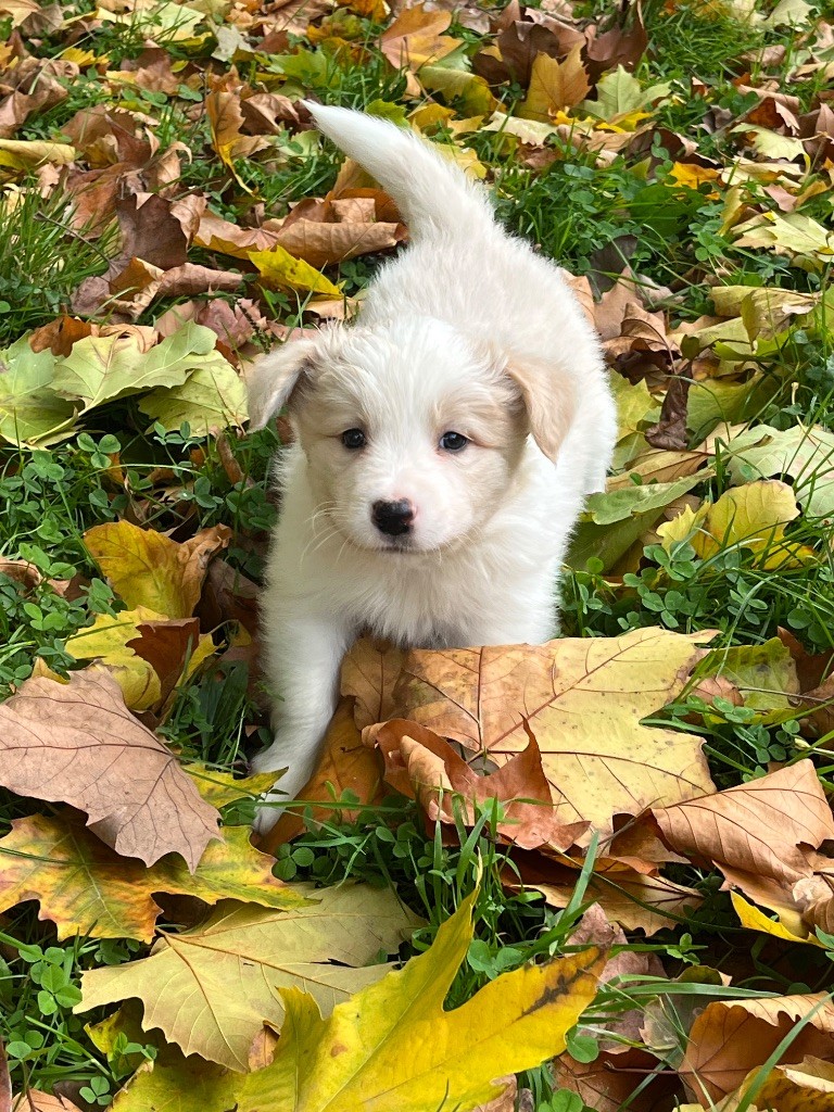 Of Shamrock Queen - Chiot disponible  - Border Collie