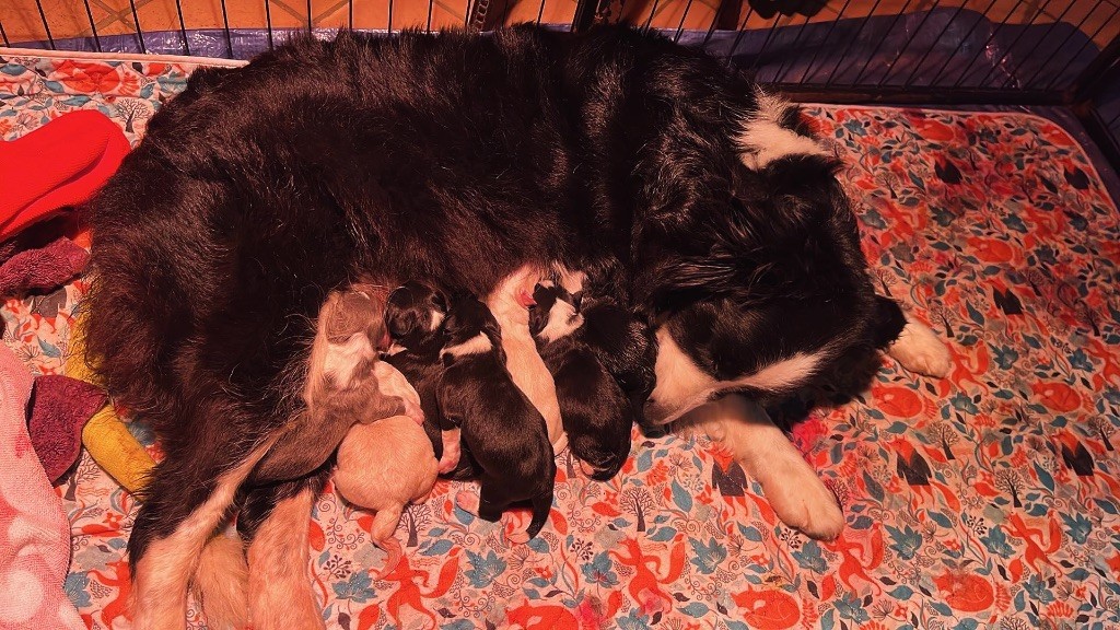 chiot Border Collie Of Shamrock Queen