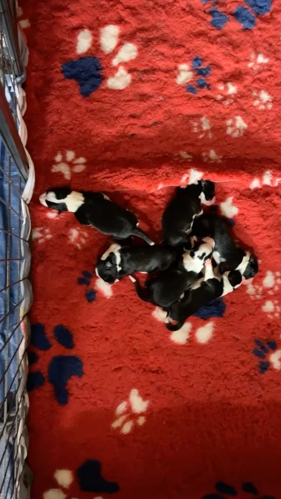 chiot Border Collie Of Shamrock Queen