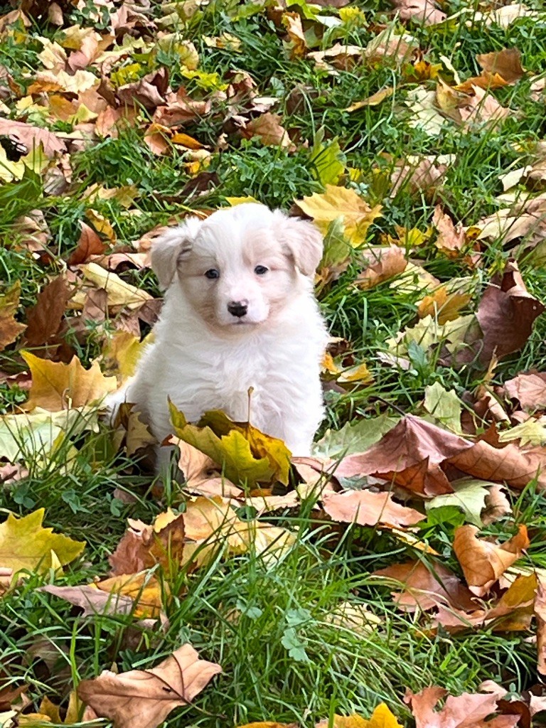 Of Shamrock Queen - Chiot disponible  - Border Collie