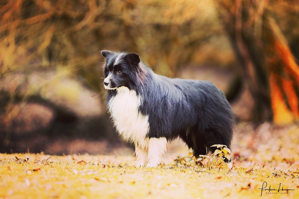 CH. Dubble bubble amona canis