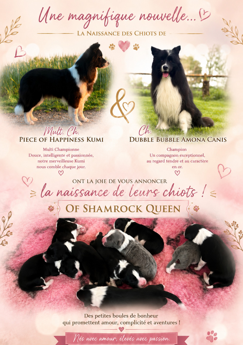 Les chiots de Tamee et Shayan sont nés !