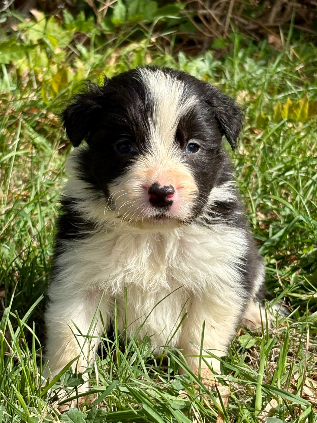 Of Shamrock Queen - Chiots disponibles - Border Collie