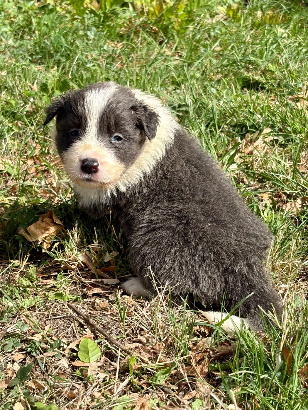 Of Shamrock Queen - Chiots disponibles - Border Collie