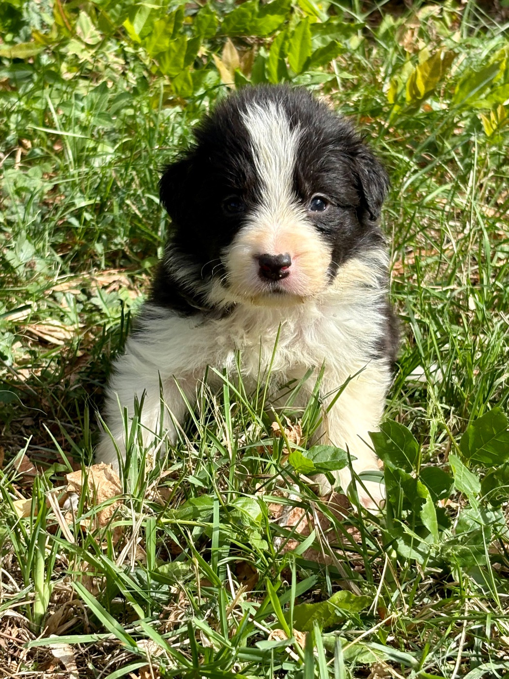 Of Shamrock Queen - Chiots disponibles - Border Collie