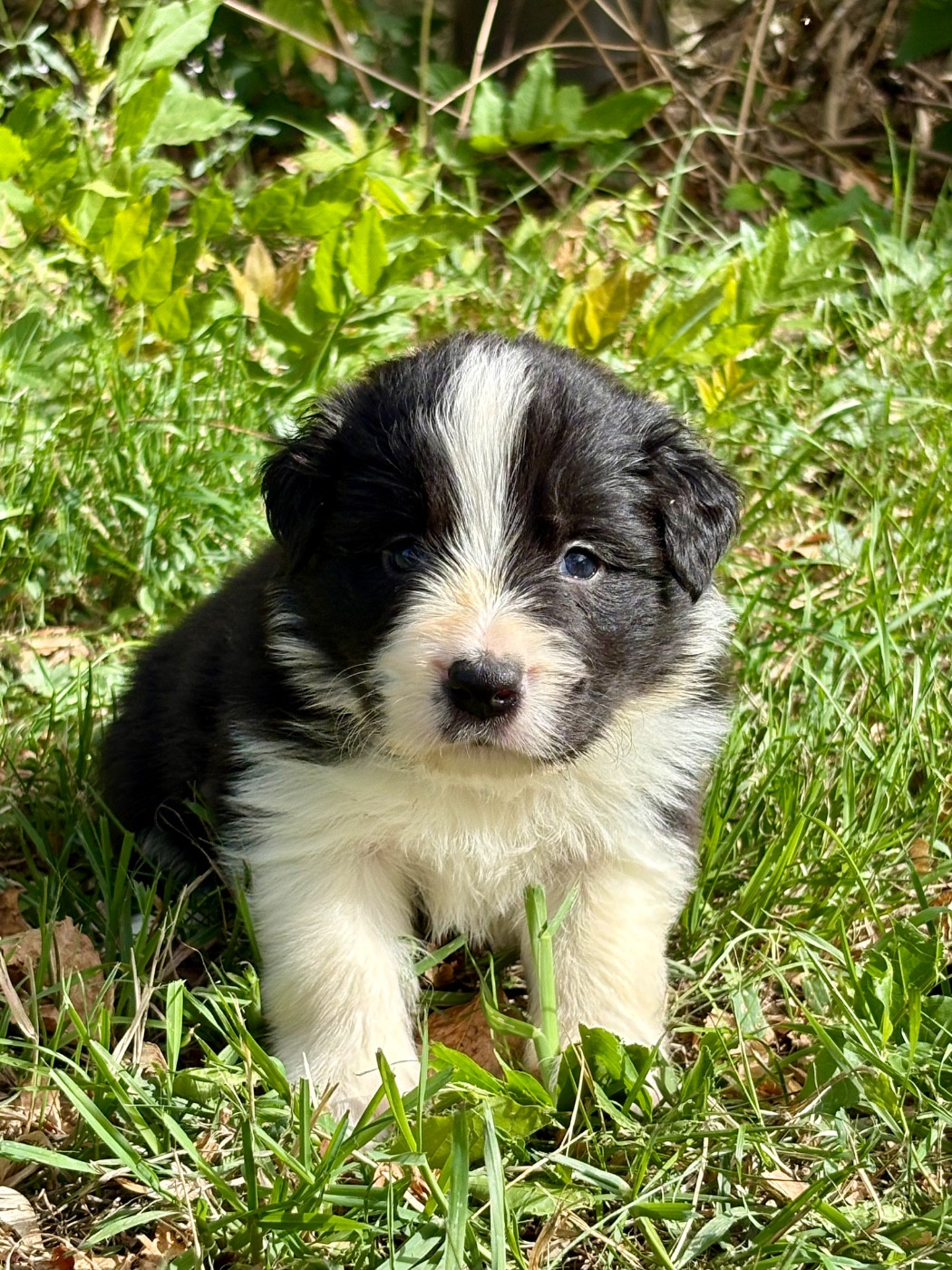 Of Shamrock Queen - Chiots disponibles - Border Collie