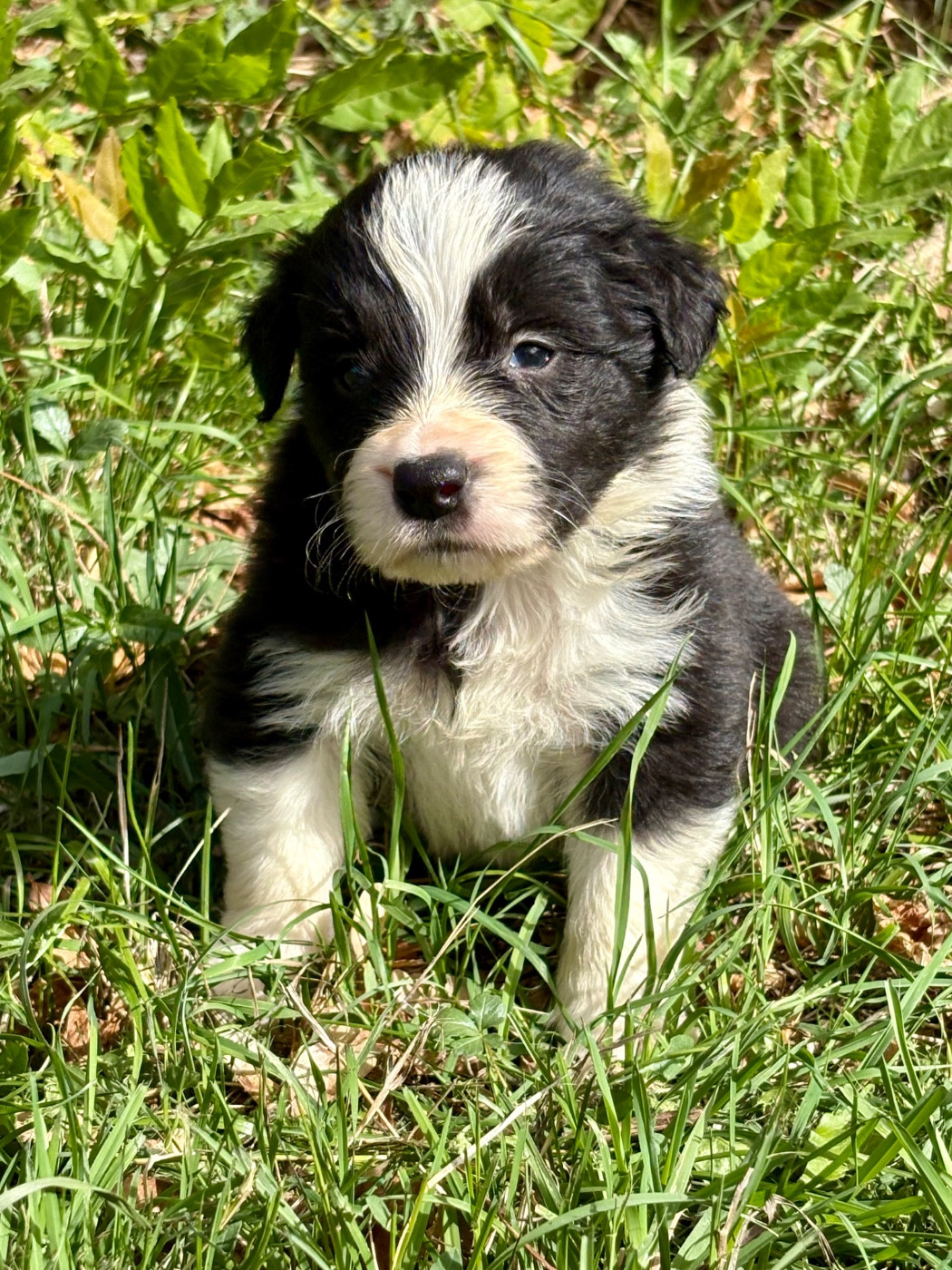 Of Shamrock Queen - Chiots disponibles - Border Collie
