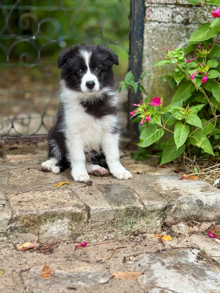 Of Shamrock Queen - Chiots disponibles - Border Collie