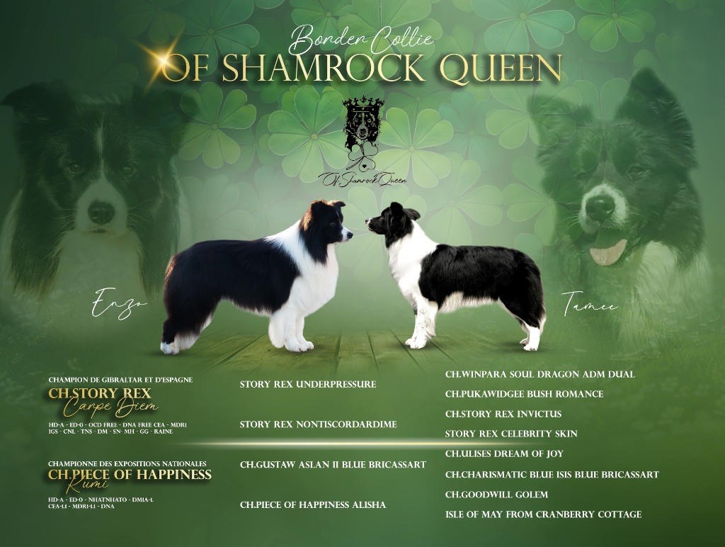 Of Shamrock Queen - Border Collie - Portée née le 17/07/2025