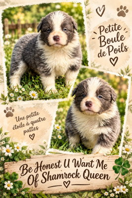 CHIOT 1