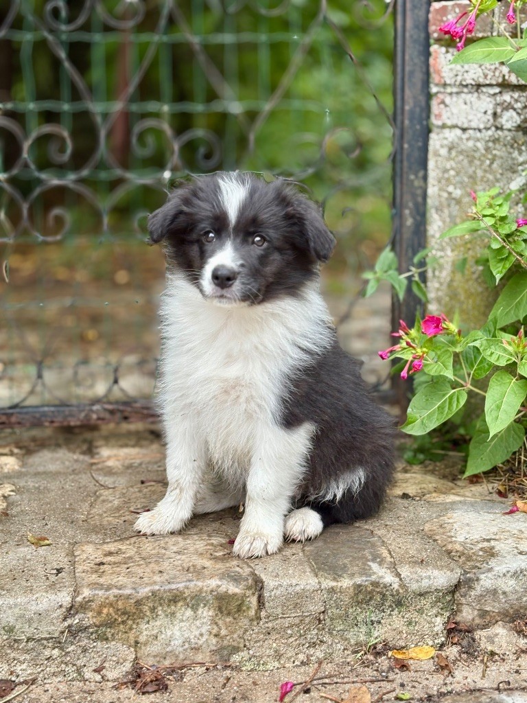 Of Shamrock Queen - Chiots disponibles - Border Collie